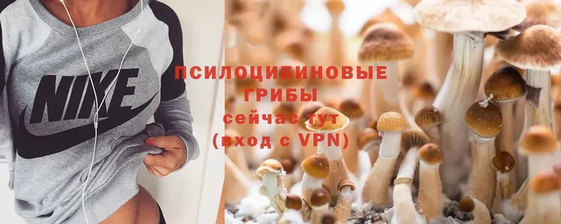 Псилоцибиновые грибы MAGIC MUSHROOMS  shop наркотические препараты  Десногорск 